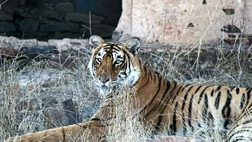 नहीं रही रणथंभौर की मगरमच्छ शिकारी बाघिन एरोहेड, ब्रेन ट्यूमर से हुई मौत